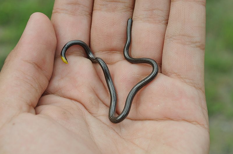 Leptotyphlopsgoudotii