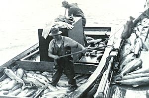 Loading salmon