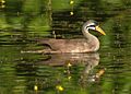 Masked Finfoot