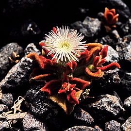 Mesembryanthemum crystallinum 1983-2
