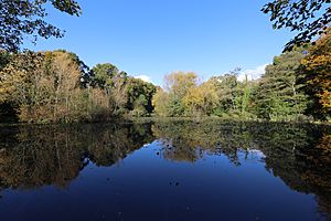 Millers Pond Local nature reserve.JPG