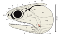 Mimipiscis skull cropped