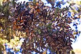 Monarch-butterflies-pacific-grove