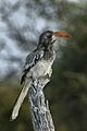 Monteiro's Hornbill - Namibia IMG 2370 (15786016024)