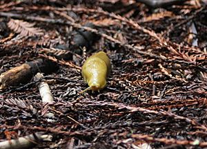 Muir Woods Banana Snail