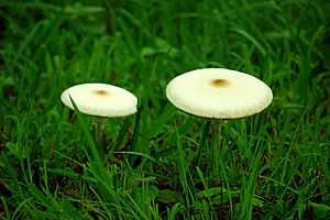 Mushrooms on grassland