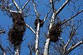Myiopsitta monachus -nests -Zaragoza -Spain-8