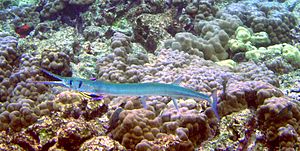 Needlefish is being cleaned by Labroides phthirophagus