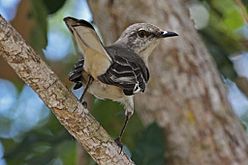 Northern Mockingbird (Mimus polyglottos) (8592688568)