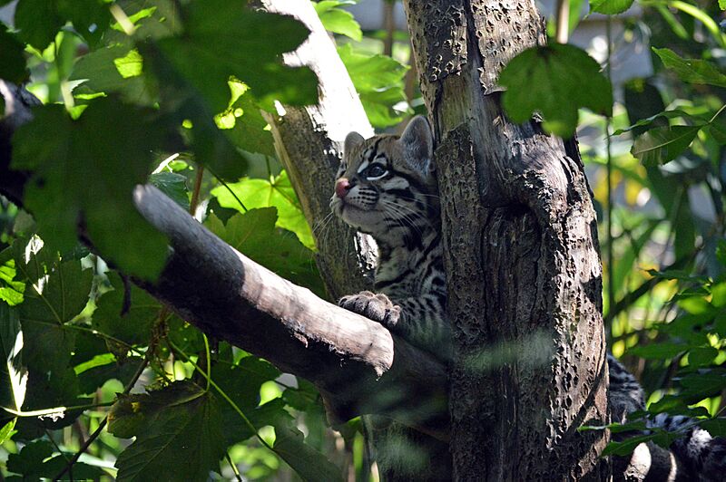Ocelot (Zoo-Amiens)d