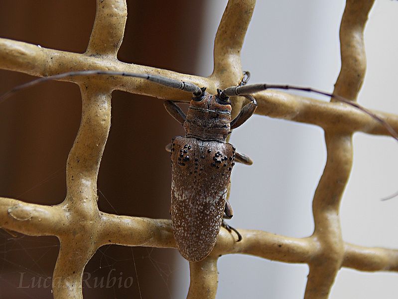 Oncideres ulcerosa