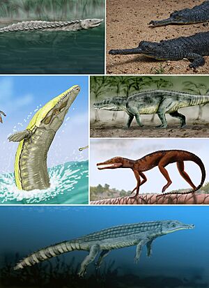Pancrocodylia diversity