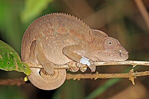 Panther chameleon (Furcifer pardalis) female Montagne d’Ambre.jpg
