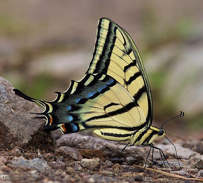 Papilio multicaudata-male puddling