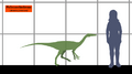 Pelecanimimus SIZE