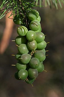 Persoonia pinifolia fruit