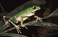 Phyllomedusa vaillantii01