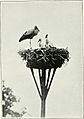 Pictures of bird life - on woodland meadow, mountain and marsh (1903) (14770151573)