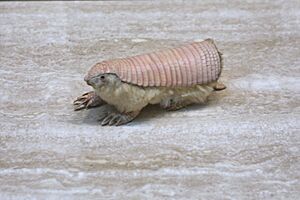 Pink Fairy Armadillo (Chlamyphorus truncatus).jpg