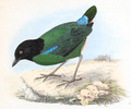 Pitta forsteni - 1848- - Print - Iconographia Zoologica - Special Collections University of Amsterdam - UBA01 IZ16400263, crop