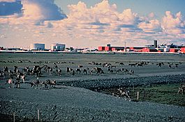 Caribou walk across a gravel pad at Kuparuk, 45 miles away from Prudhoe Bay, with oilfield facilities in the background.