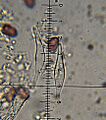 Psilocybe aztecorum 106872
