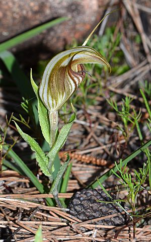 Pterostylis hamiltonii - Red-veined shell orchid (7661366512).jpg