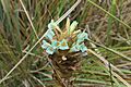 Puya boyacana