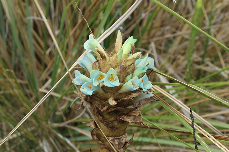 Puya boyacana