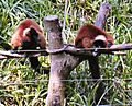 Red-ruffed lemur