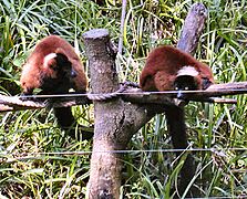 Red-ruffed lemur