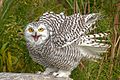 SNOWY OWL, Canada