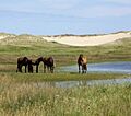 SableHorses