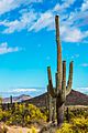 Saguaro Cactus With Desert Butte In Background At Springtime In AZ