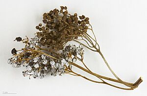Sambucus cerulea MHNT.BOT.2016.12.33