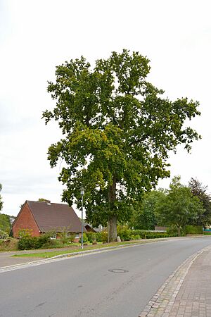 Schleswig-Holstein, Besdorf, Friedenseiche NIK 9997