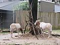 Scimitar horned oryx at the national zoo