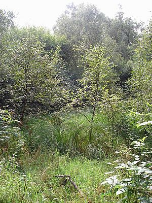 Small Clearing in the Gordon Moss - geograph.org.uk - 923321
