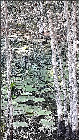 Softly Haunting Melaleucas. Varsity Lakes Wetlands Reserve, Gold Coast, 2022