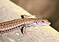 Southern Grass Skink (Pseudemoia entrecasteauxii)