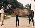 Spectacular Bid