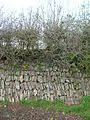 Stone Faced Hedge Beaford