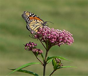 Swamp milkweed monarch.jpg