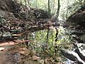 Swithland Wood Stream
