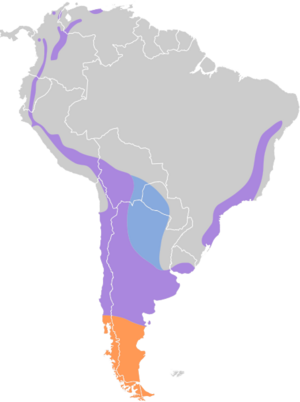 Systellura longirostris map.svg