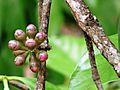 Syzygium malaccense at Kadavoor