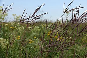 Tallgrass prairie flora Andropogon gerardii