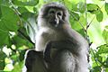 Tanzania -Sanje Mangabey