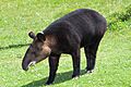 Tapirus pinchaque portrait