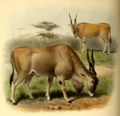 The book of antelopes (1894) Taurotragus oryx